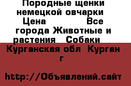 Породные щенки немецкой овчарки › Цена ­ 24 000 - Все города Животные и растения » Собаки   . Курганская обл.,Курган г.